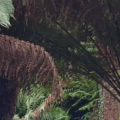 Promenade dominicale au Jardin botanique de Brest