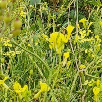 Fleurs d'Ouessant