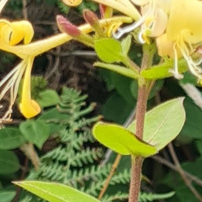 Fleurs d'Ouessant