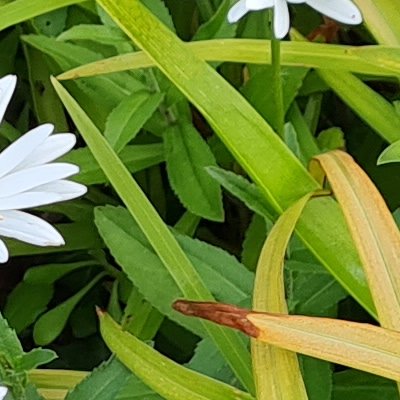 Fleurs d'Ouessant