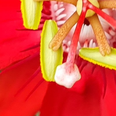 Promenade dominicale au Jardin botanique de Brest