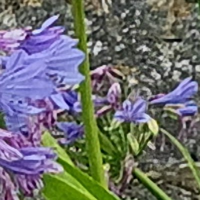 Fleurs d'Ouessant