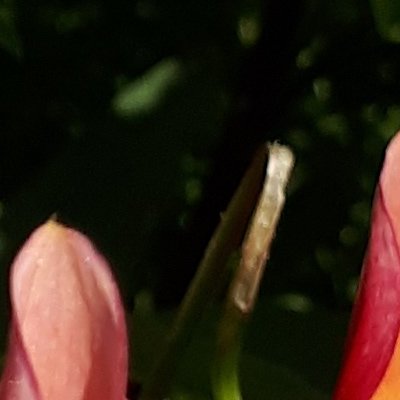 Le jardin de Claude Monet à Giverny