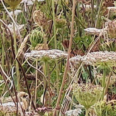 Fleurs d'Ouessant