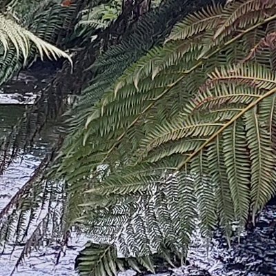 Promenade dominicale au Jardin botanique de Brest