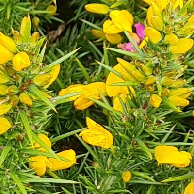 Fleurs d'Ouessant