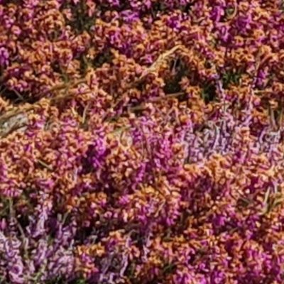 Fleurs d'Ouessant