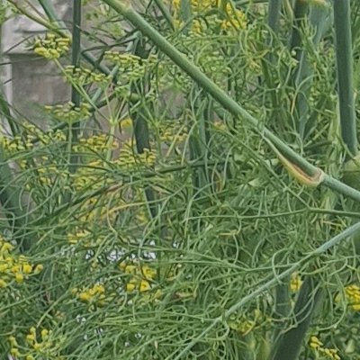 Fleurs d'Ouessant