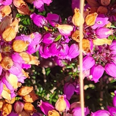 Fleurs d'Ouessant