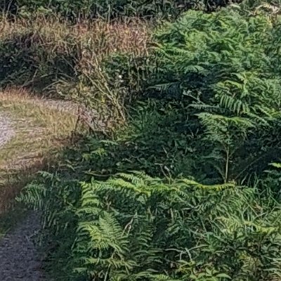 Les chemins d'Ouessant