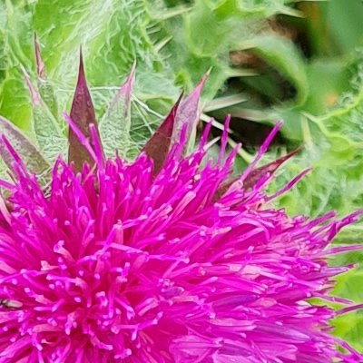 Fleurs d'Ouessant