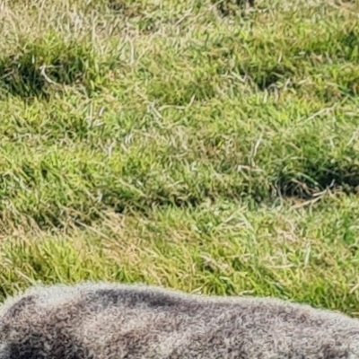 Quelques animaux de Ouessant