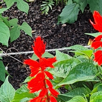 Promenade dominicale au Jardin botanique de Brest