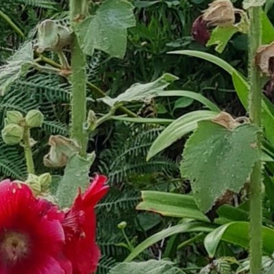 Fleurs d'Ouessant