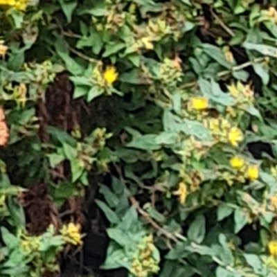 Promenade dominicale au Jardin botanique de Brest