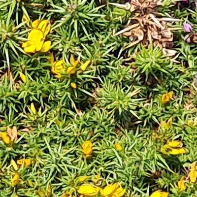 Fleurs d'Ouessant