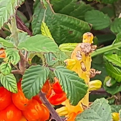 Fleurs d'Ouessant