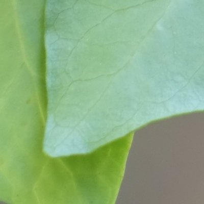 Sur le balcon, l'été, un peu flou