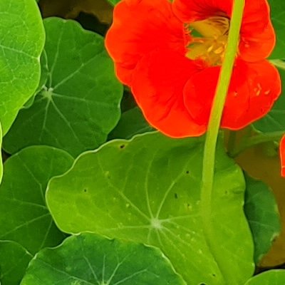 Fleurs d'Ouessant