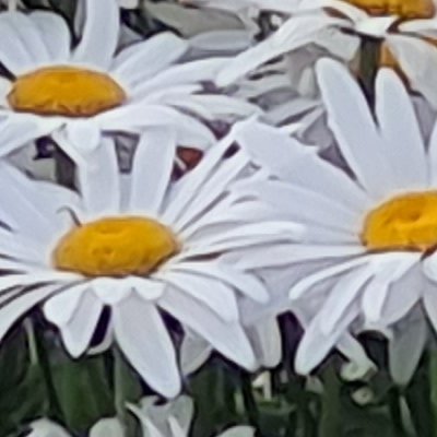 Fleurs d'Ouessant