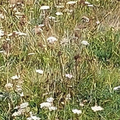 Les chemins d'Ouessant