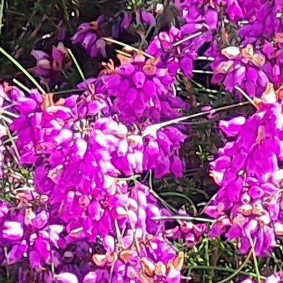 Fleurs d'Ouessant