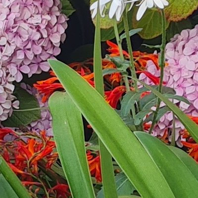 Fleurs d'Ouessant