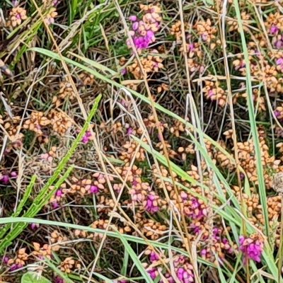 Fleurs d'Ouessant