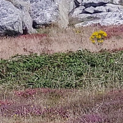 Les couleurs d'Ouessant