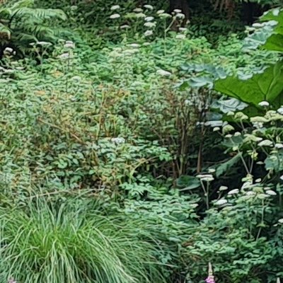 Promenade dominicale au Jardin botanique de Brest