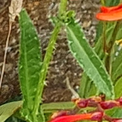 Fleurs d'Ouessant