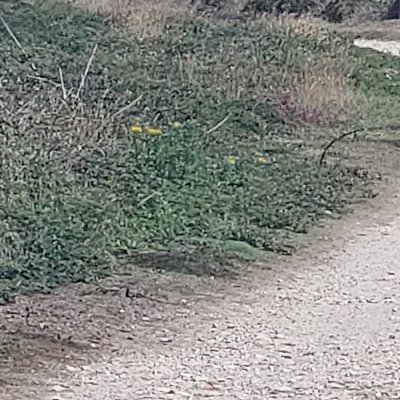 Les chemins d'Ouessant