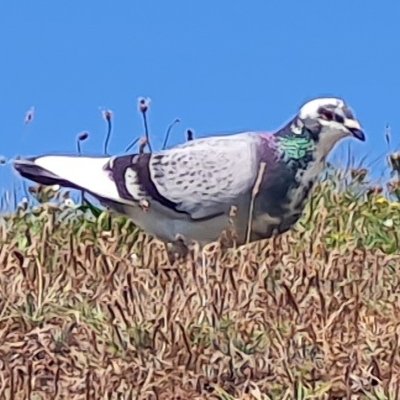 Quelques animaux de Ouessant