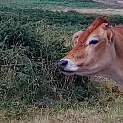 Quelques animaux de Ouessant