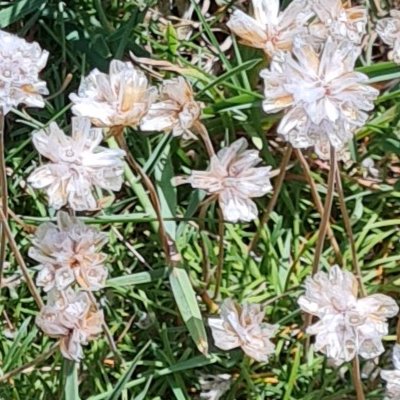 Fleurs d'Ouessant