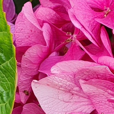 Fleurs d'Ouessant