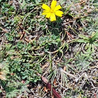 Fleurs d'Ouessant