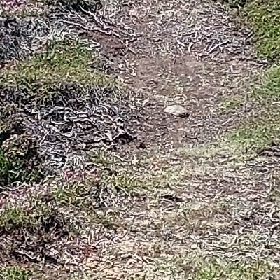 Les chemins d'Ouessant