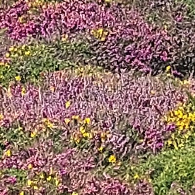 Les couleurs d'Ouessant