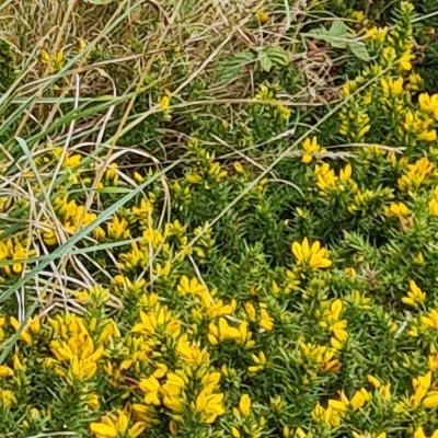 Fleurs d'Ouessant