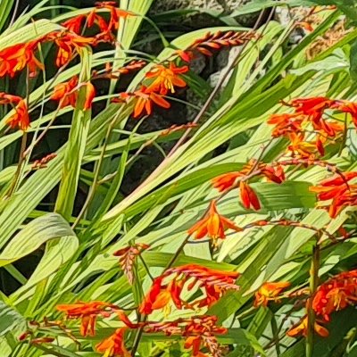 Fleurs d'Ouessant