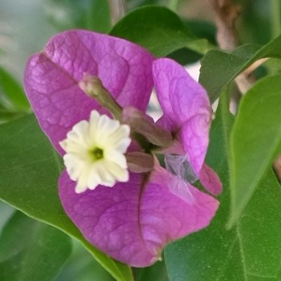 Sur le balcon, l'été, un peu flou