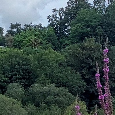 Promenade dominicale au Jardin botanique de Brest