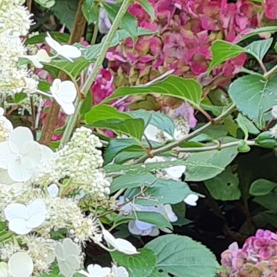 Promenade dominicale au Jardin botanique de Brest