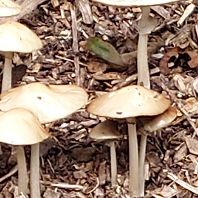 Promenade dominicale au Jardin botanique de Brest