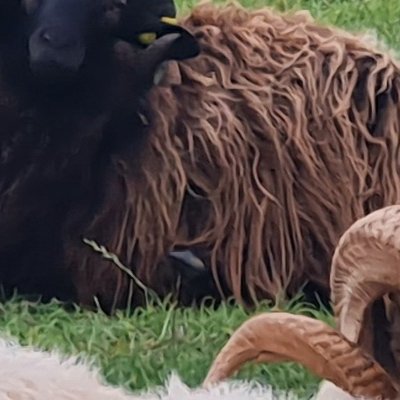 Quelques animaux de Ouessant