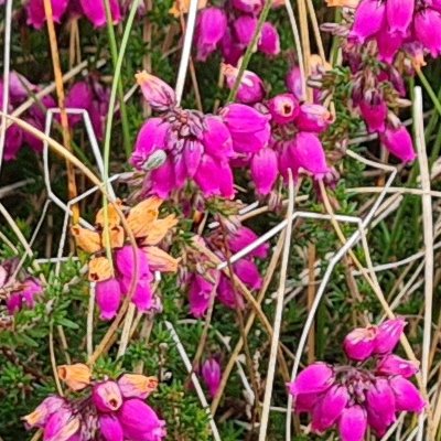 Fleurs d'Ouessant