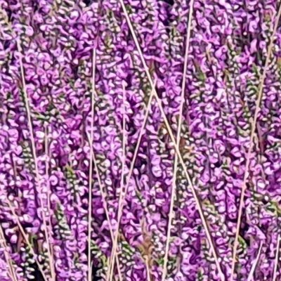 Fleurs d'Ouessant