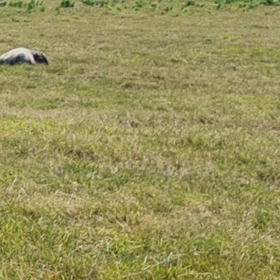 Quelques animaux de Ouessant