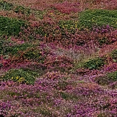 Les couleurs d'Ouessant